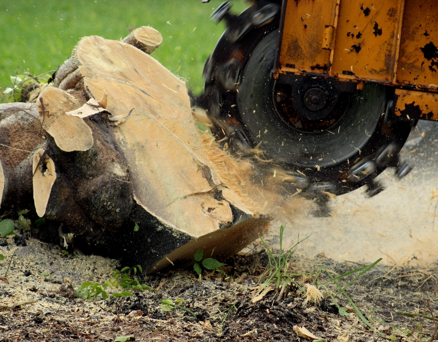 Image for London Tree Surgeon Stump Grinding & Removal Service for London Tree Surgeon , Tec-Nut.com Websites, No Coding Website, Simple Website, Company Website, Better Than Wix, Free Website, New Website, Better than squarespace in the Dorking area